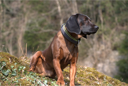 Bayerischer Gebirgsschweisshund