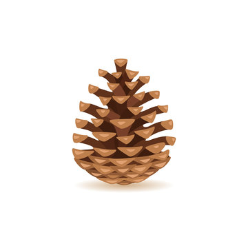 Pine cone isolated on white background. Vector illustration.