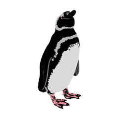 ペンギン © 川崎市民団体Coaクラブ
