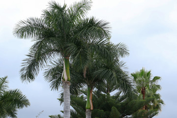 Fototapeta na wymiar The crown of exotic palm on a background of cloudy sky