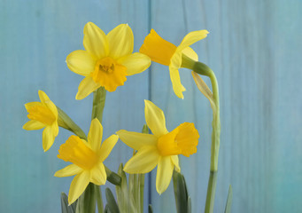 beautiful yellow daffodils isolated on blue background