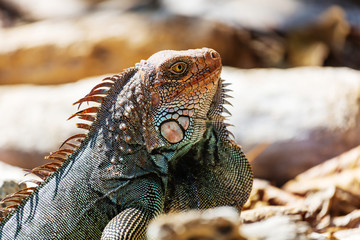 Fototapeta premium Iguana