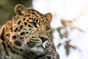 Fototapeta na wymiar Amur leopard portrait