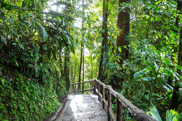 Jungle in Costa Rica