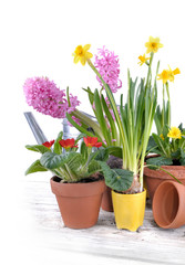 Fototapeta na wymiar hyacinth, primrose and daffodils in flowerpots on white background