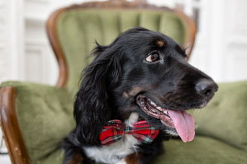 Dog spaniel in a red bow tie in the interior of the light room. Pet is three years old sitting on a chair. Red checkered necktie. best and faithful friend