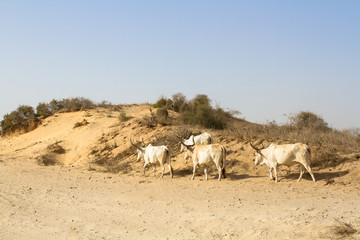 Fototapeta na wymiar troupeau en afrique