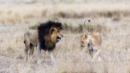 Obraz premium Lion and lioness in the Masai Mara