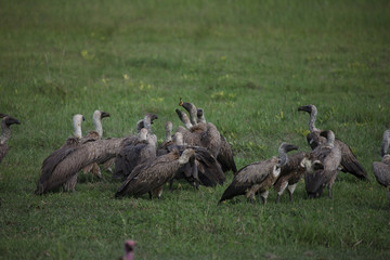 Wild Griffon Vulture Africa savannah Kenya dangerous bird
