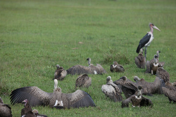 Wild Griffon Vulture Africa savannah Kenya dangerous bird