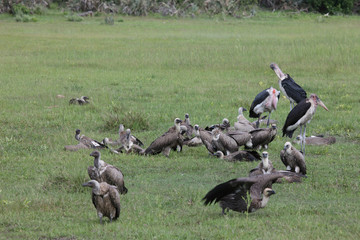 Wild Griffon Vulture Africa savannah Kenya dangerous bird