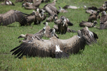 Wild Griffon Vulture Africa savannah Kenya dangerous bird