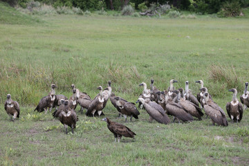 Wild Griffon Vulture Africa savannah Kenya dangerous bird