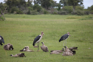 Wild Griffon Vulture Africa savannah Kenya dangerous bird