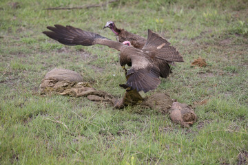 Wild Griffon Vulture Africa savannah Kenya dangerous bird
