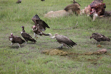 Wild Griffon Vulture Africa savannah Kenya dangerous bird