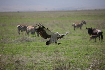 Fototapeta na wymiar Wild Griffon Vulture Africa savannah Kenya dangerous bird