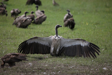 Wild Griffon Vulture Africa savannah Kenya dangerous bird