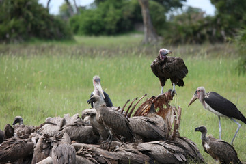 Wild Griffon Vulture Africa savannah Kenya dangerous bird