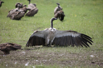 Wild Griffon Vulture Africa savannah Kenya dangerous bird