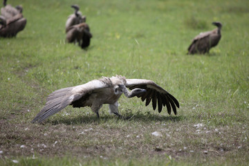 Wild Griffon Vulture Africa savannah Kenya dangerous bird