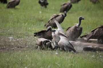 Fototapeta premium Wild Griffon Vulture Africa savannah Kenya dangerous bird
