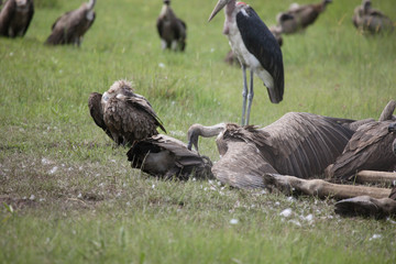 Wild Griffon Vulture Africa savannah Kenya dangerous bird