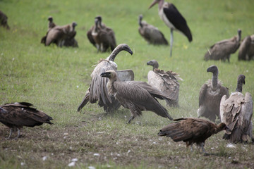 Wild Griffon Vulture Africa savannah Kenya dangerous bird