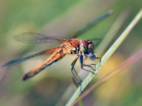 Beautiful dragonfly eats the prey