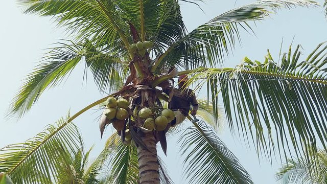 Close-up bottom view of a coconut seller at the top of a palm tree bringing down a bunch of coconuts tied down with a rope and man climb down from a palm tree.