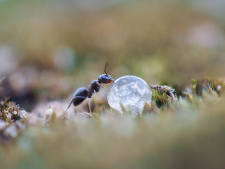 Ant drinking a drop of dew.