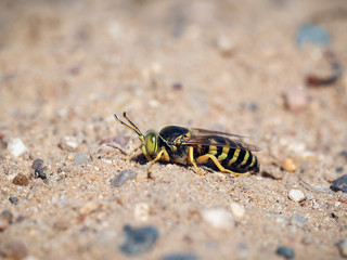 Portrait of a sand wasp