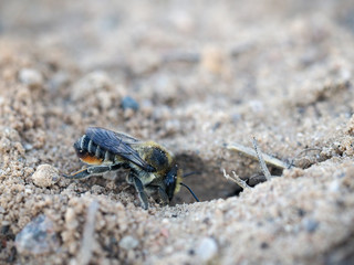 The insect digs a hole in the sand