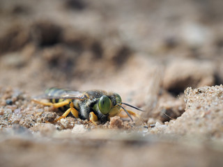 Bembix rostrata in the sand