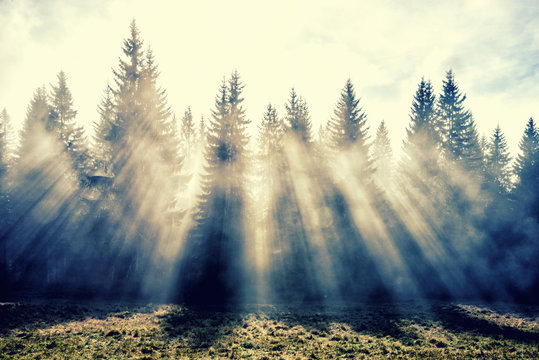 Fototapeta conifer trees in mist