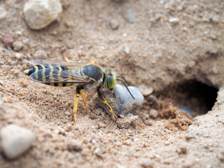 Sand wasp dragging a huge stone