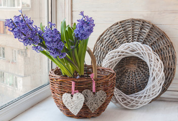 Fototapeta na wymiar Blue hyacinths in a rural basket