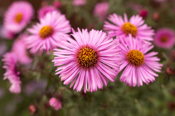 small pink flowers