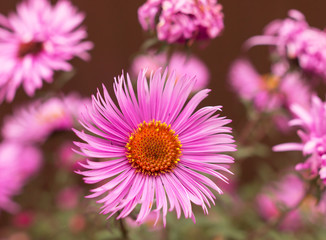 Obraz premium small pink flowers