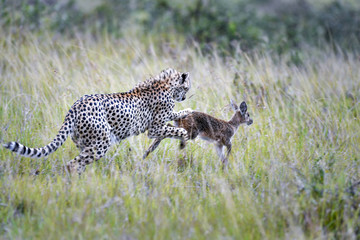 cheetah © Herbert