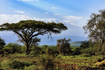 Fototapeta na wymiar Kilimandscharo