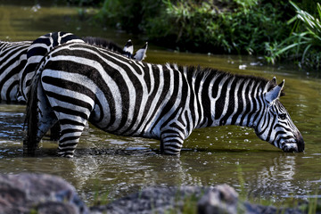 herd of zebra