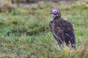 vulture