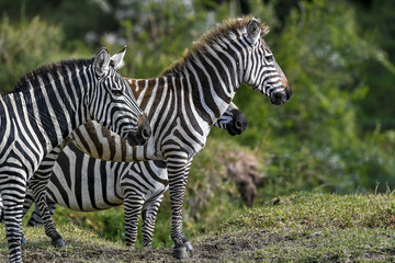Fototapeta na wymiar herd of zebra