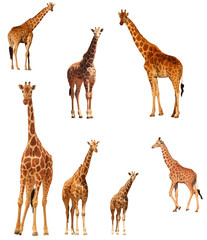 Naklejka na ściany i meble Giraffes isolated. Reticulated Giraffe cutout on white background
