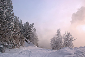Winter landscape with the Pine trees in fog