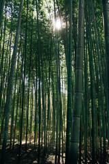 Fototapeta na wymiar ちくりん,Bamboo forest in japan