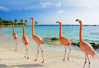 Fotobehang Flamingo op het strand, Aruba eiland © Natalia Barsukova