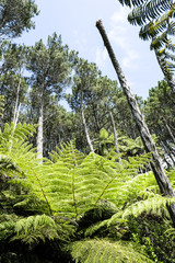 Fototapeta premium Fern in New Zealand
