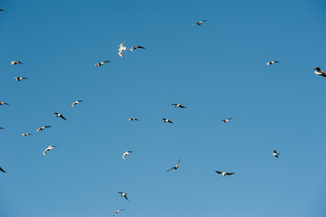 Möwen am baluen Winterhimmel